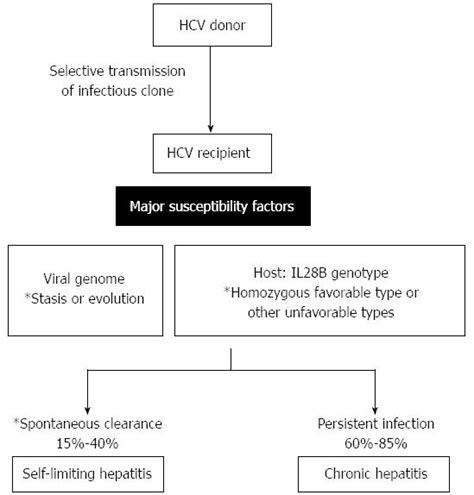 Transmission Of Hepatitis C Virus Self Limiting Hepatitis Or Chronic