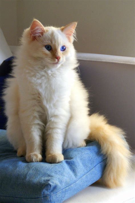 Flame Point Ragdoll Cats Cat Breeds Cute Cats