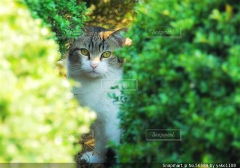 猫の写真・画像素材 56589 Snapmart（スナップマート）