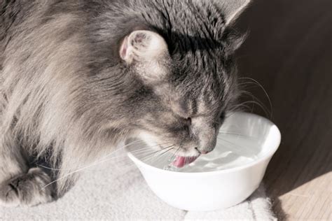 Canicule Et Fortes Chaleurs Comment Prot Ger Son Chat Quand Il Fait