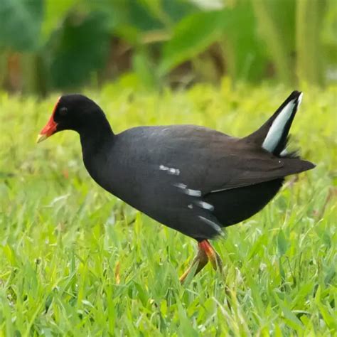 Hawaiian gallinule - Facts, Diet, Habitat & Pictures on Animalia.bio