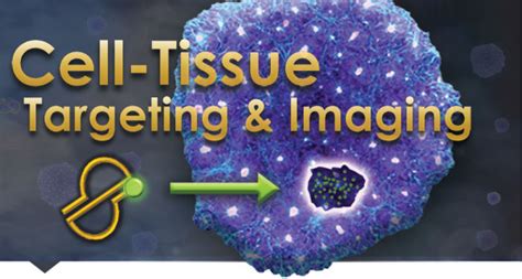 Cell Tissue Targeting And Imaging