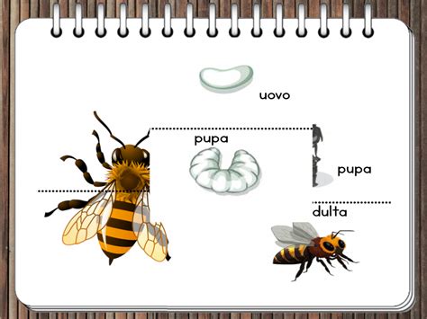 Il Ciclo Vitale Dell Ape MAMMA E CASALINGA