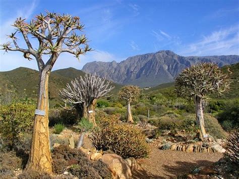 Karoo South African Flowers African Love African Beauty The