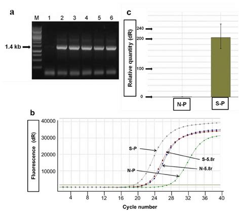 Rt Pcr And Quantitative Real Time Rt Pcr Analyses A Rt Pcr