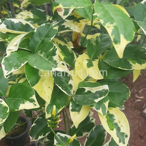 Buy Pandorea Jasminoides Variegata With Canarius