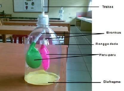 Percobaan Pernapasan Dengan Balon Sinau