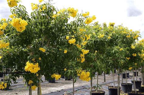 Rboles Que No Levantan Las Banquetas Y Puedes Plantar En La Calle