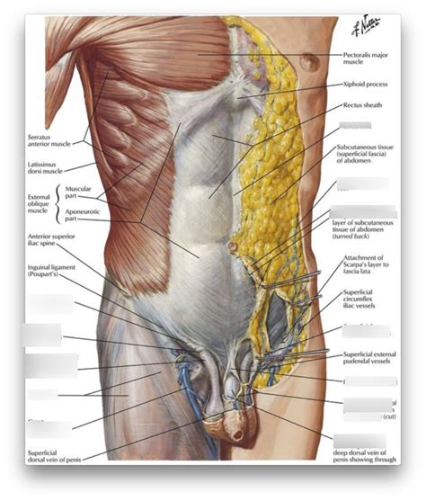 Superficial Layers Of The Anterior Abdominal Wall Diagram Quizlet Hot