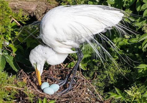 Great Egret: Habitat Facts & Similar Species With Male Vs. Female ...