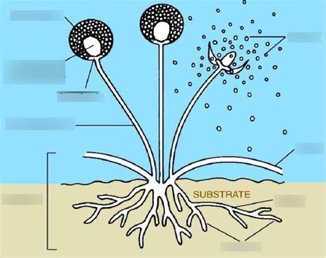 Fungi Diagram Quizlet