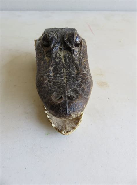 Alligator Taxidermy Head Mount Small A 102h Mounts For Sale