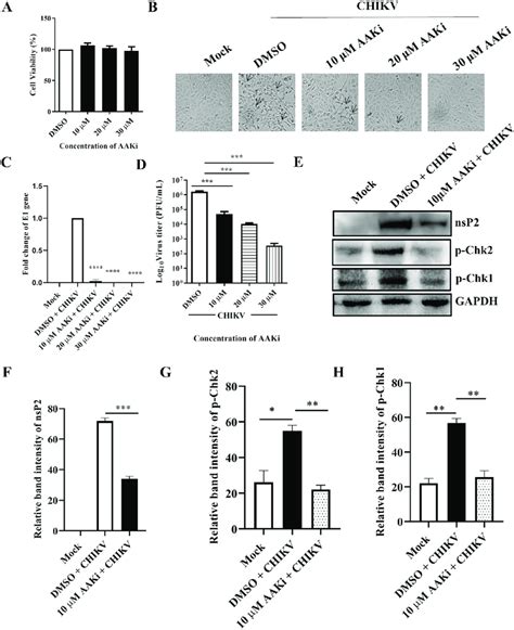 AAKi Inhibits CHIKV Infection The Vero Cells Were Treated With