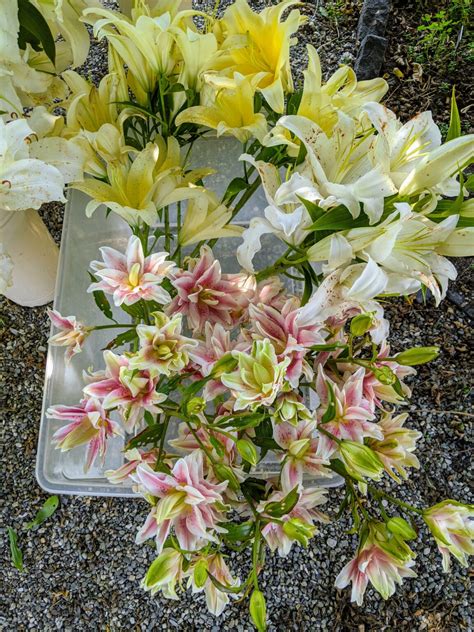 Cutting And Arranging Lilies The Martha Stewart Blog