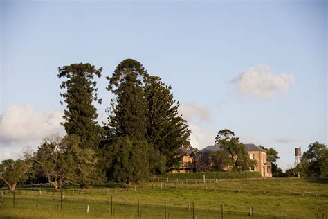 Bunya Pine