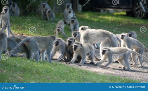 Two Monkeys Fighting In The Sand Royalty-Free Stock Photo ...