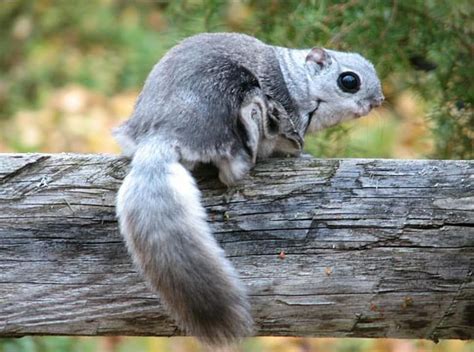 Flying Squirrels Can Be Found Mostly In Estonia And Finland This