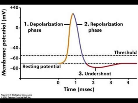 Action Potential Stimulus Artifact Depolarization And Repolarization