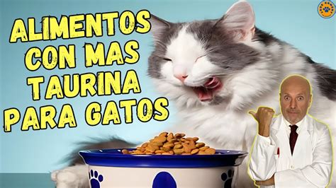 EXPLORANDO LOS ALIMENTOS RICOS EN TAURINA PARA GATOS YouTube