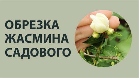 Обрезать Жасмин (Чубушник) нужно - YouTube