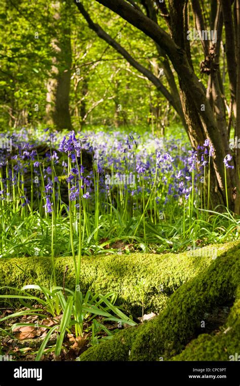 Springtime Bluebell Wood Stock Photo Alamy