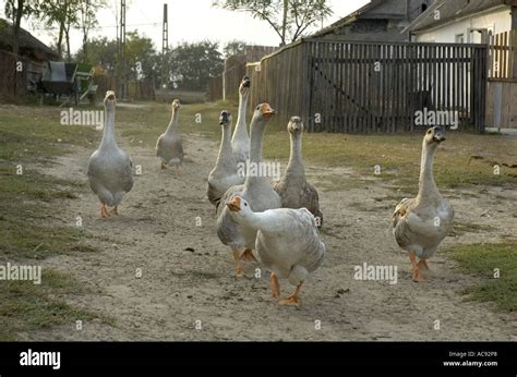 Domestic Goose Anser Anser F Domestica Group Romania Stock Photo