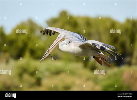 Great White Pelican Pelecanus Onocrotalus Flying France Stock Photo