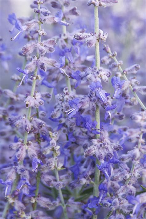 Blue Jean Baby Russian Sage Monrovia Plant