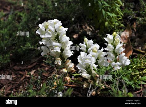 White Snapdragons In The Garden Stock Photo Alamy