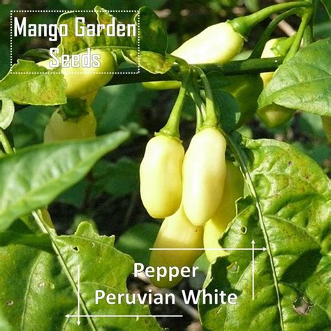 Peruvian White Pepper Seeds 5 Seed Pot Friendly Tanam Pasu Cili