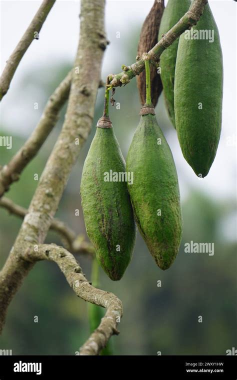 The Fruit Of Ceiba Pentandra Cotton Java Kapok Silk Cotton Samauma