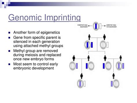 Ppt Inheritance Of Sex And Sex Linked Or Influenced Traits Powerpoint