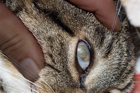 Cloudy Eyes In Cats Petmd