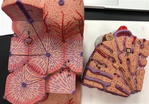 Hepatocyte Model Diagram Quizlet
