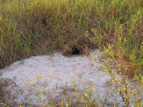 Gopher Tortoise Burrow Gopher Tortoises Dig Deep Burrows T Flickr