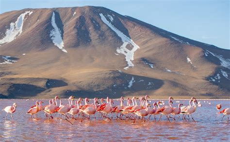 The Jaw-dropping Laguna Colorada Bolivia