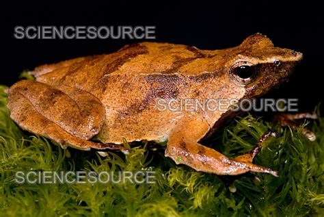 Photograph | Darwin's Frog | Science Source Images