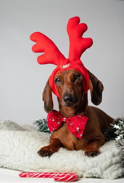 Premium Photo Red Dachshund Dressed As A Reindeer For Christmas