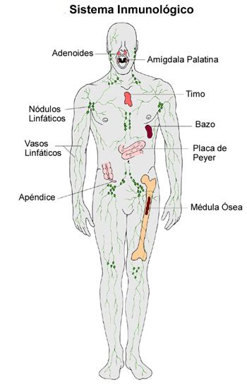 Sistema Inmunologico Sistemas Del Cuerpo Humano