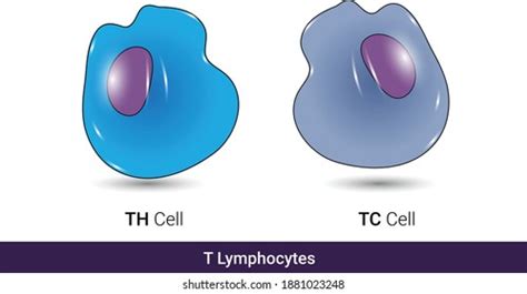 Types T Cells Helper T Cell Stock Vector Royalty Free