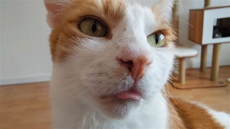 Cat Blepping And Purring Youtube