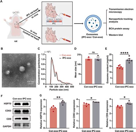 Full Article Ischemic Preconditioning Induced Serum Exosomal MiR 133a