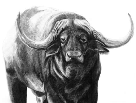 Cape Buffale Drawing By Margaux Cornelissen