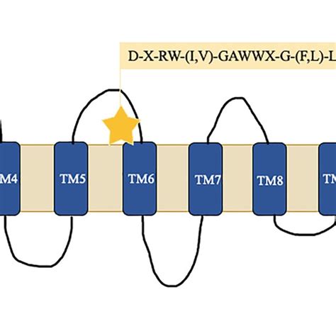 Schematic Representation Of The Oatp B Protein Oatp B Encompass A