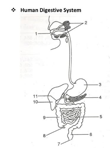 Digestive System Flashcards Quizlet