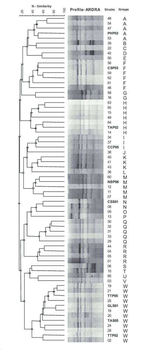 Dendrogram Of Genetic Similarity Using Dice Similarity Coefficient