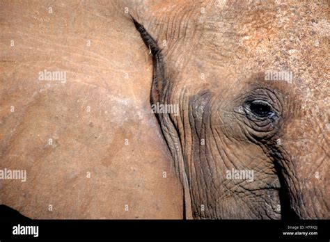 Ear Flap Fans Hi Res Stock Photography And Images Alamy