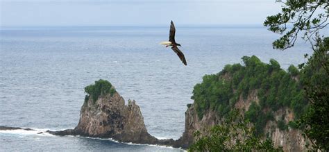 National Park of American Samoa Wildlife - National Park Photographer