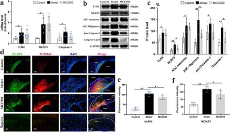 MCC950 Inhibited NLRP3 Inflammasome Activation Of Macrophages In The