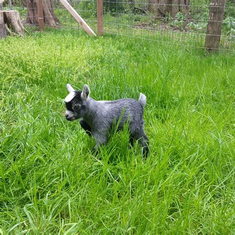 2016 Pygmy Ackley Acres Pygmy And Fainting Goats